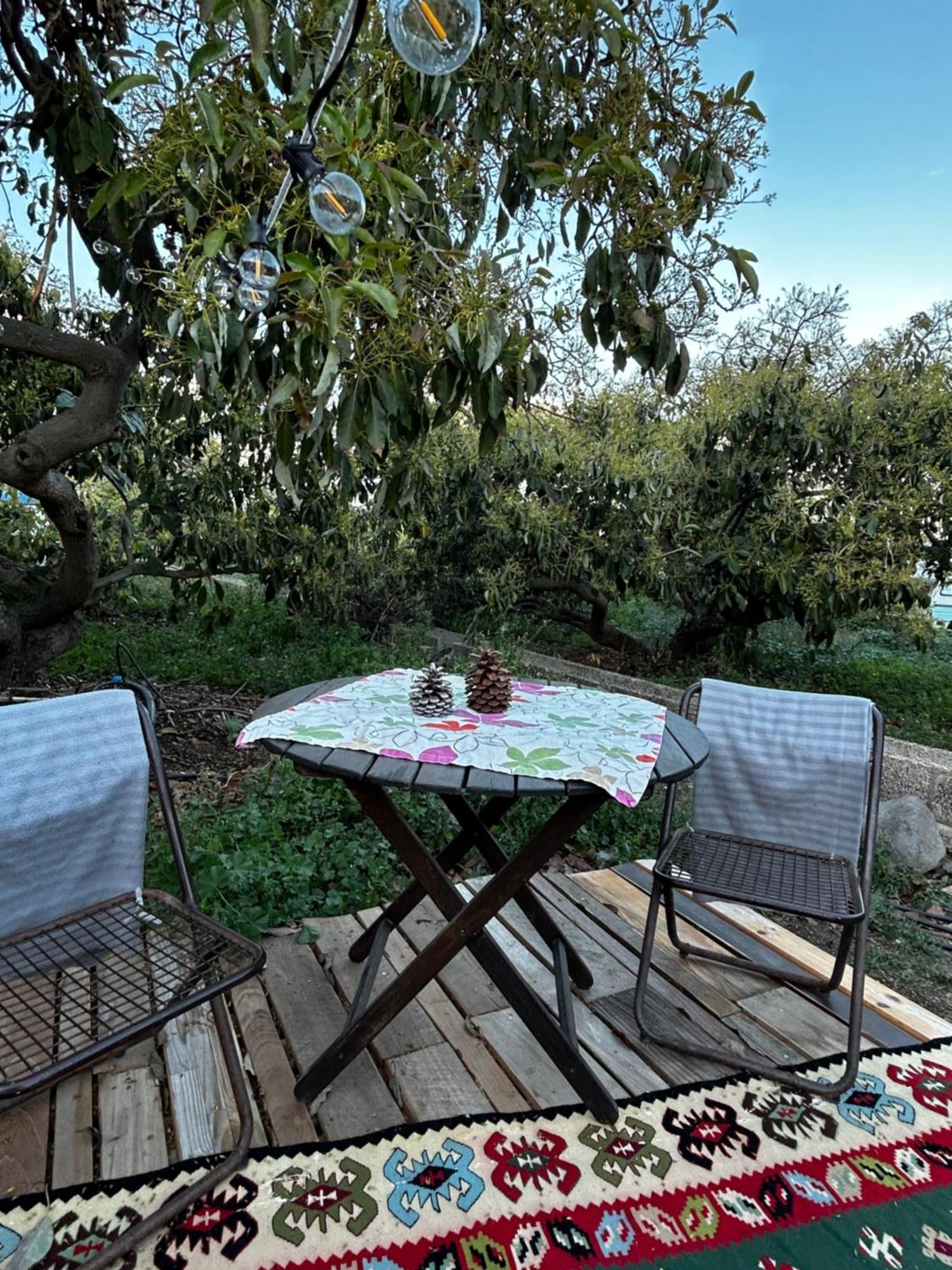 Yurt In Avocado Garden Ξενοδοχείο Güimar Εξωτερικό φωτογραφία