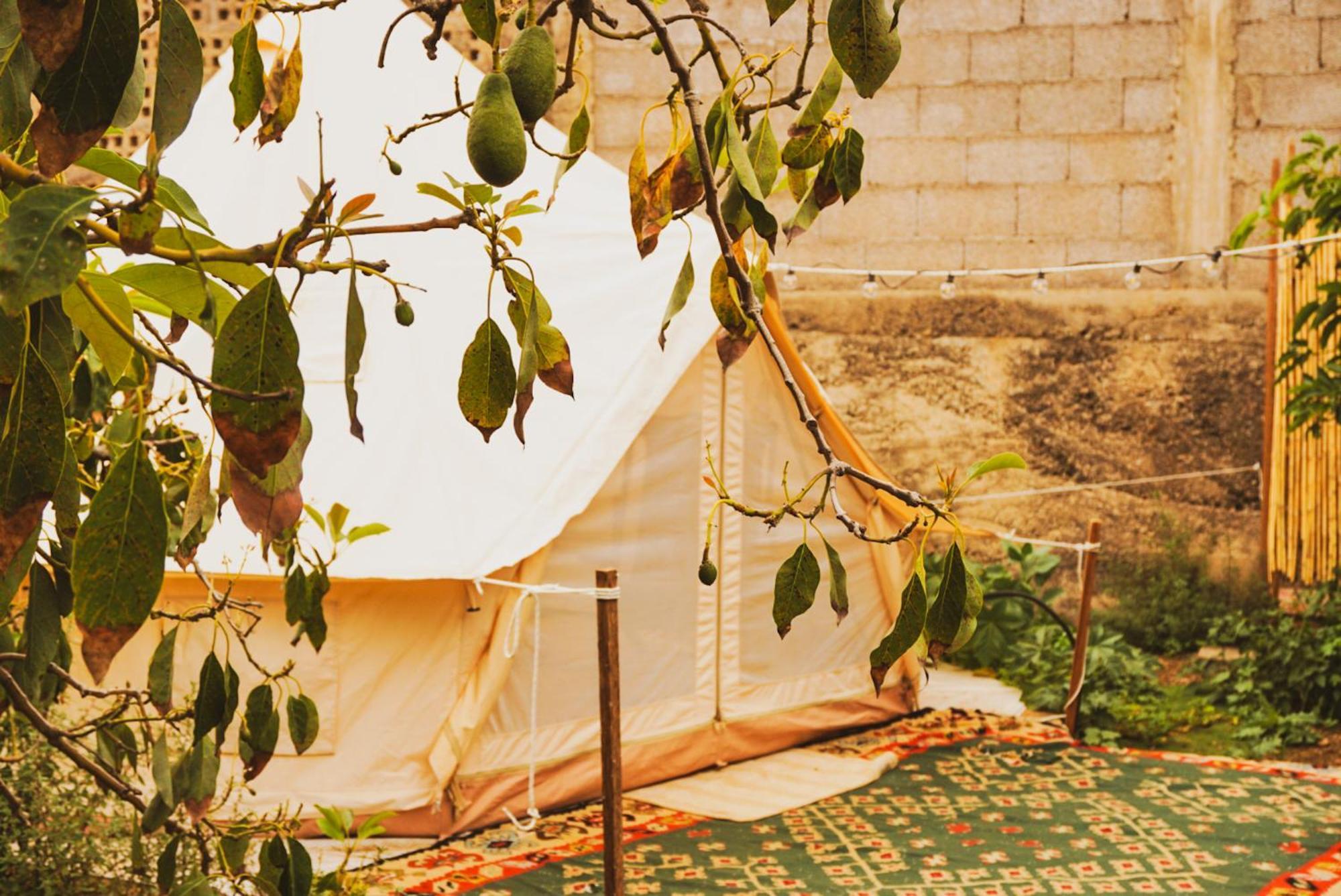 Yurt In Avocado Garden Ξενοδοχείο Güimar Εξωτερικό φωτογραφία